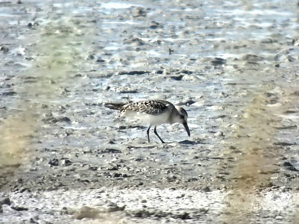 Bécasseau sanderling 