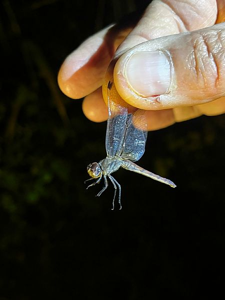 Trithemis annulata  - Bassano Riboni