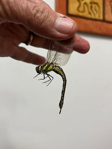 Aeshna mixta  - Bassano Riboni