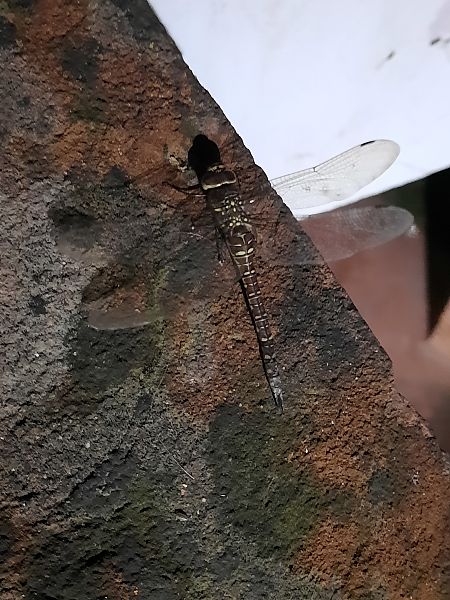 Aeschne mixte  - Bassano Riboni