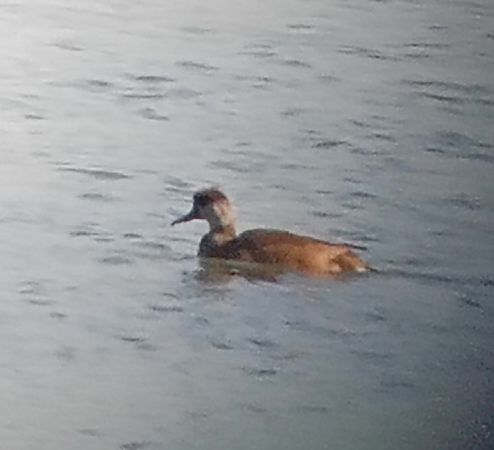 Red-crested Pochard  - Marcin Sołowiej