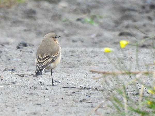 Steinschmätzer  - Natalia Gorczowska
