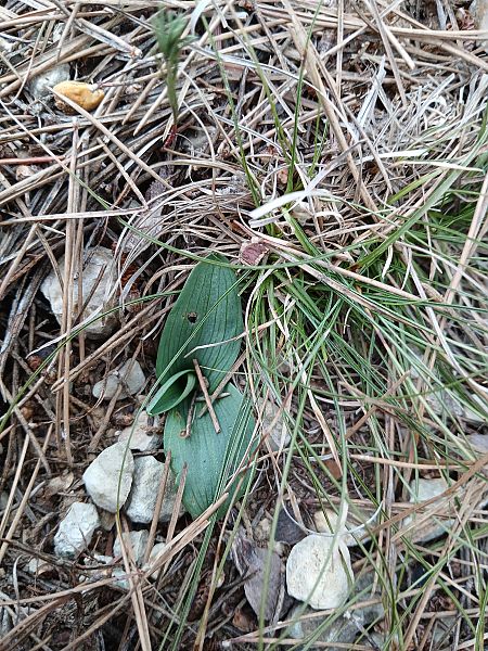 Ophrys litigiosa  - Alain Falvard