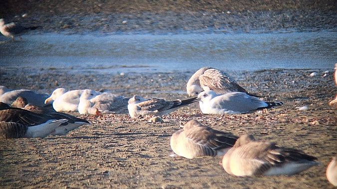 Heringsmöwe  - Jacek Betleja