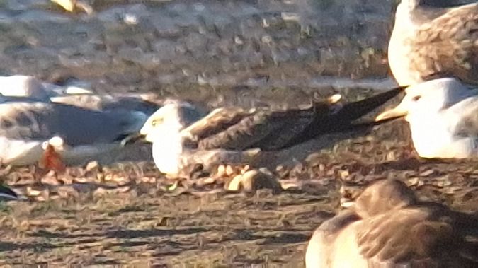 mewa żółtonoga  - Jacek Betleja