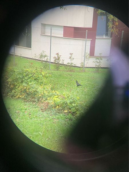 Corvo comune  - Giorgio Andrea Avanzo (FVG)