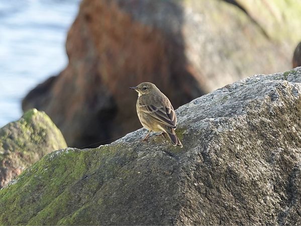 świergotek nadmorski  - Mateusz Gutowski