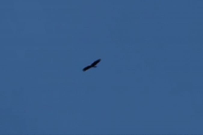 Aquila reale  - Luc Thijs