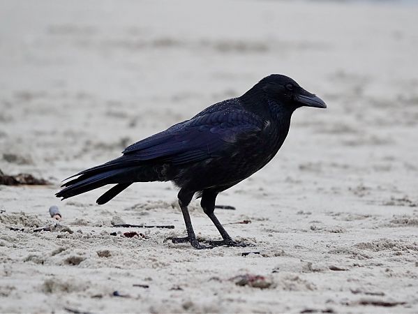 Rabenkrähe  - Mateusz Gutowski