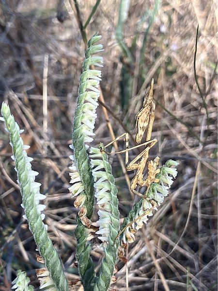 Spiranthes spiralis  - Florent de Gasperis