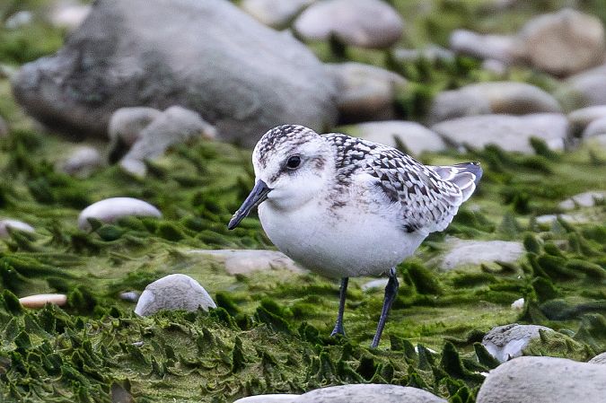Bécasseau sanderling  - Viehböck Helga
