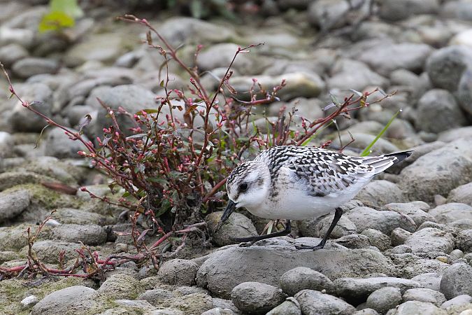 Bécasseau sanderling  - Viehböck Helga
