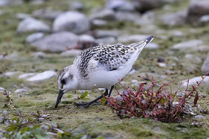 Bécasseau sanderling  - Viehböck Helga
