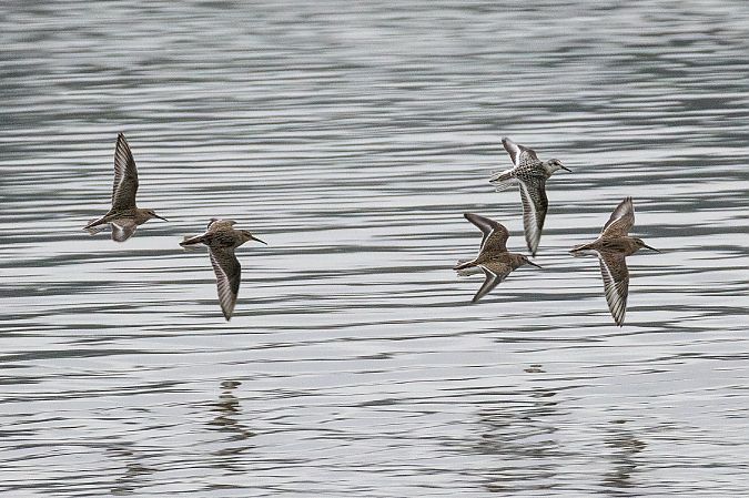 Bécasseau sanderling  - Viehböck Helga