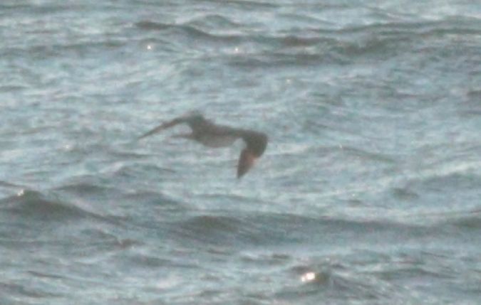 wydrzyk ostrosterny  - Michał Polakowski