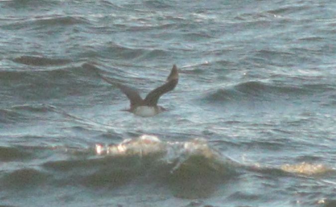 Labbe parasite  - Michał Polakowski