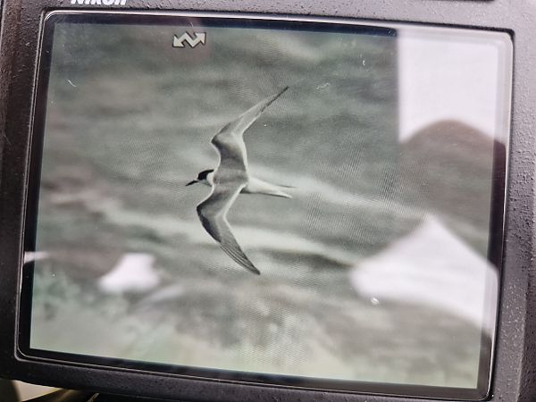 Arctic Tern  - Dawid Fikus