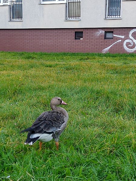 Blässgans  - Natalia Gorczowska
