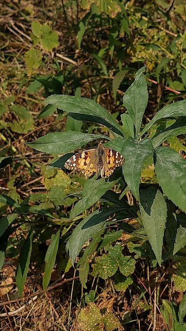 Vanessa cardui  - Filippo Vaninetti