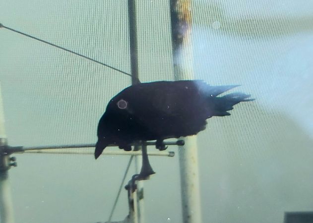 Corneille noire  - Jan Kotlarz