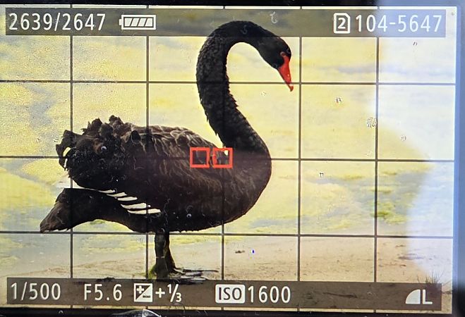 Cygne noir  - Sebastian Watras