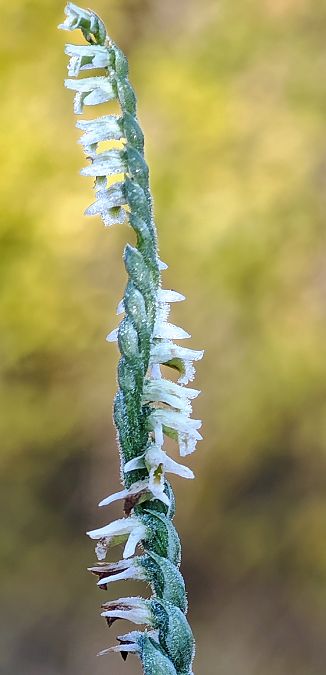 Spiranthes spiralis  - Alain Bultez