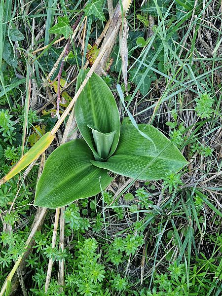 Himantoglossum robertianum  - Georges Olioso