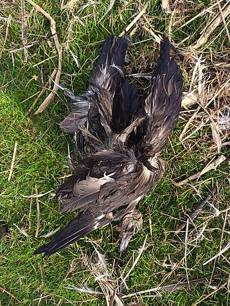 Skua  - Jonathan Von Olnhausen