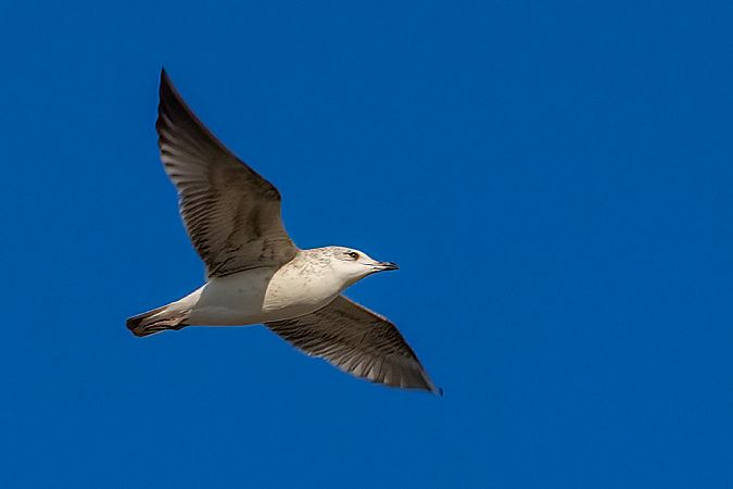 Common Gull 
