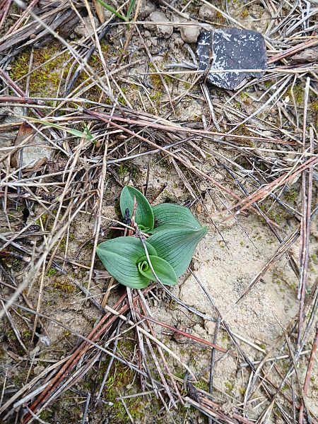 Ophrys massiliensis  - Alain Falvard