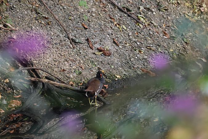Gallinella d'acqua  - Adelfina Aldrovandi
