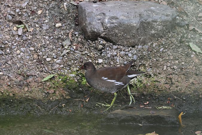 Gallinella d'acqua  - Adelfina Aldrovandi
