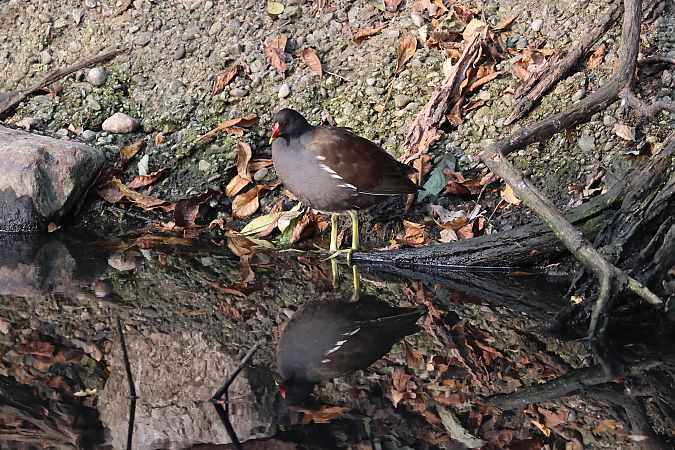 Gallinella d'acqua  - Adelfina Aldrovandi