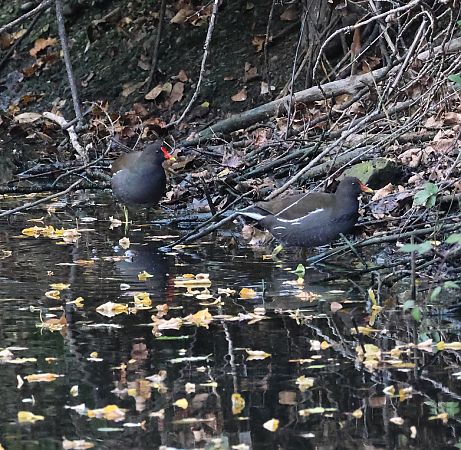 Gallinella d'acqua  - Adelfina Aldrovandi