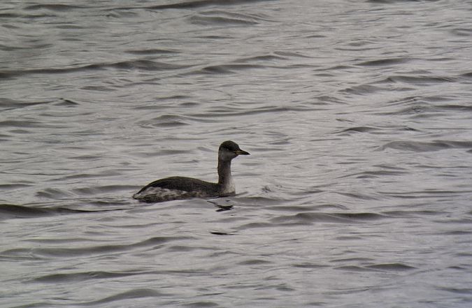 Rothalstaucher  - Tomasz Doroń