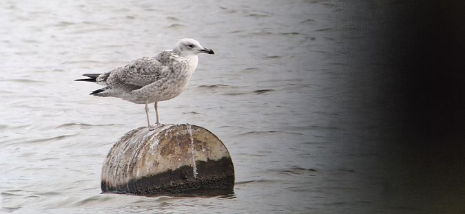Goéland pontique  - Tomasz Doroń