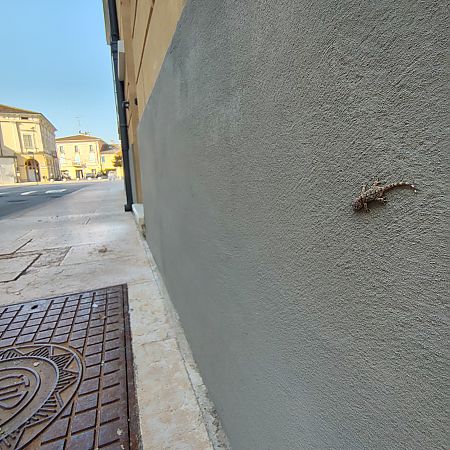 Geco comune  - Marco Simonazzi