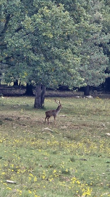 Daina  - Yaiza Vilarrasa