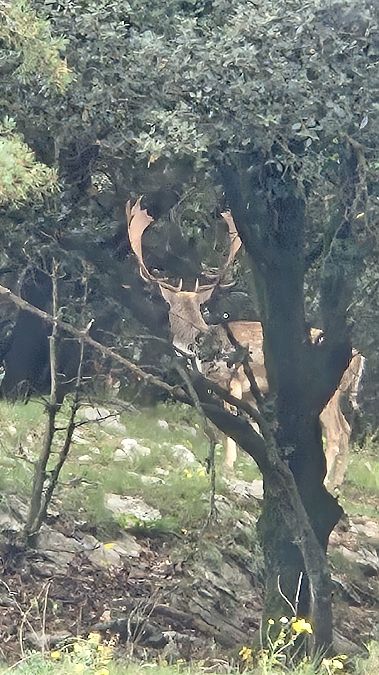 Daina  - Yaiza Vilarrasa