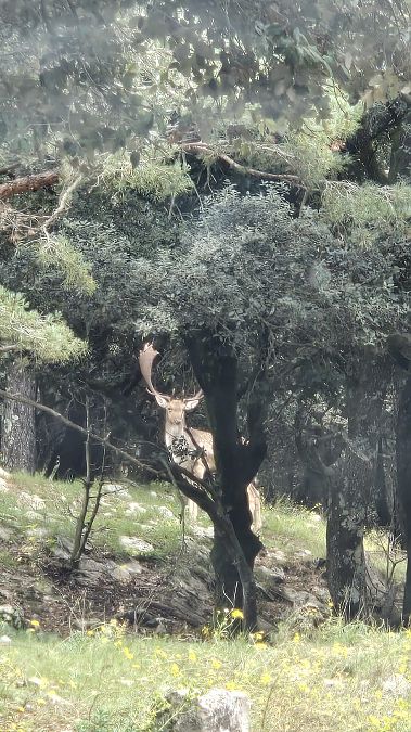 Daina  - Yaiza Vilarrasa