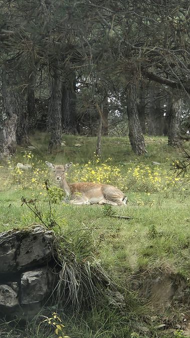 Daina  - Yaiza Vilarrasa