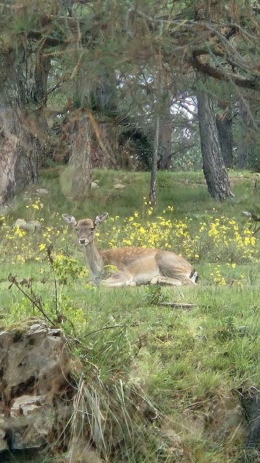 Daina  - Yaiza Vilarrasa