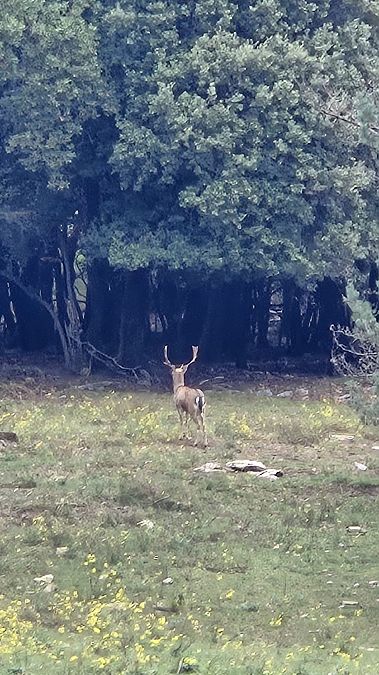 Daina  - Yaiza Vilarrasa