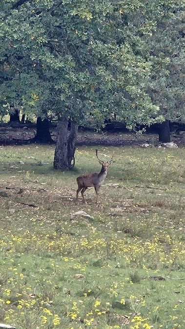 Daina  - Yaiza Vilarrasa