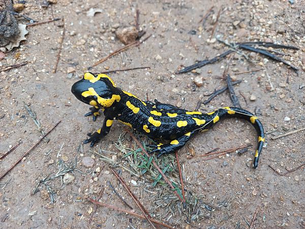 Salamandra comuna  - Marc Olivé