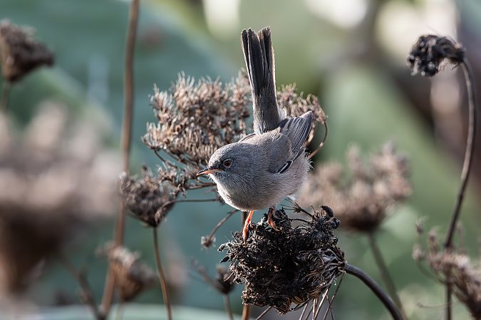 Magnanina sarda  - Flavio Felici