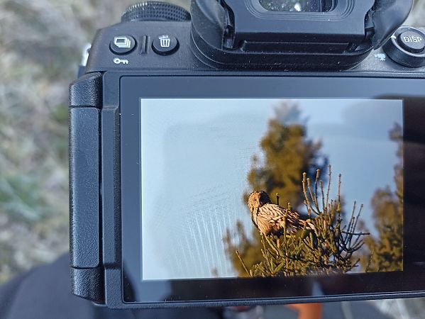 Ural Owl  - Oliwier Myka