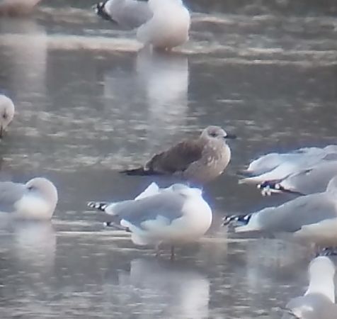 Lesser Black-backed Gull  - Krzysztof Nowak