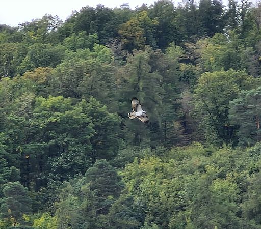 rybołów  - Tomasz Zarzycki