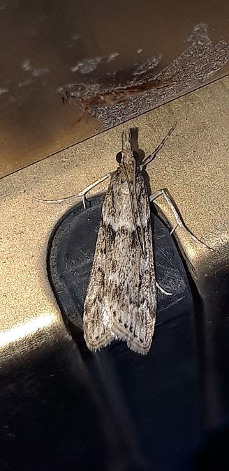 Eudonia angustea  - Michele Cento